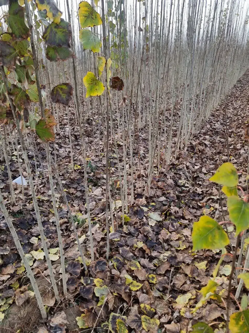 تولید توزیع نهال سنوبر 3الی4 متری|خدمات باغبانی و درختکاری|آران و بیدگل, |دیوار