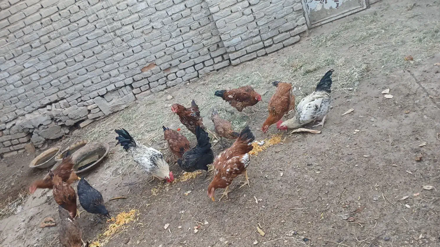 مرغ و خروس|حیوانات مزرعه|سبزوار, ابارش|دیوار