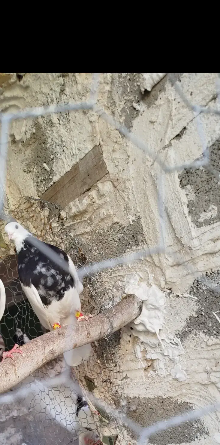 کبوتر|پرنده|لار, |دیوار