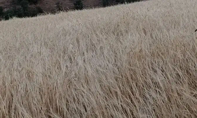 فروش جو کیلویی ۴۰ هزار تومان|لوازم جانبی حیوانات|ارمند, |دیوار