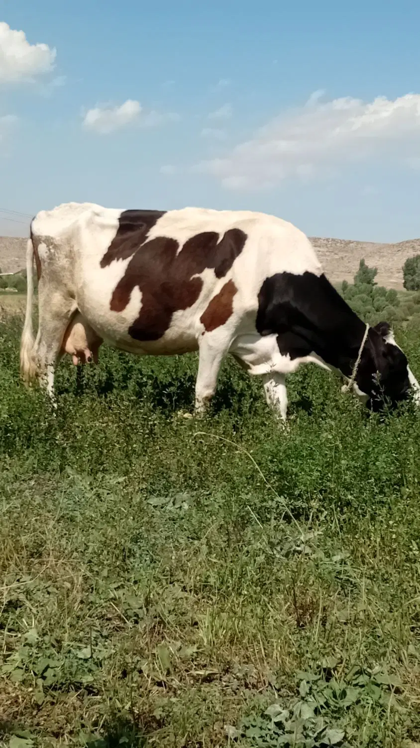 گاو|حیوانات مزرعه|نیر (اردبیل), |دیوار