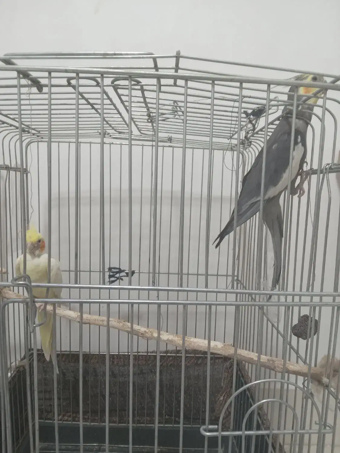 فروش 4عدد عروس هلندی|پرنده|سرپل ذهاب, |دیوار