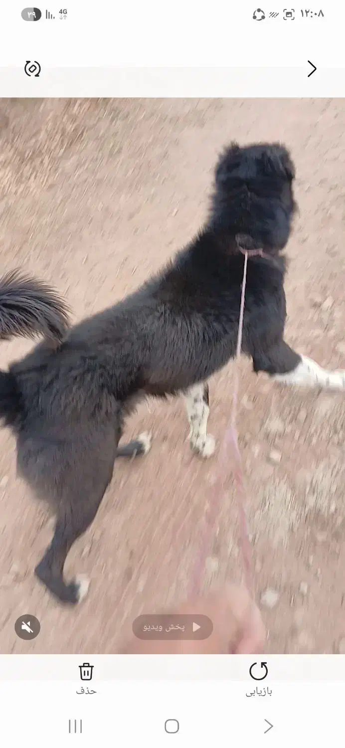 سگ نر|سگ|سرعین, |دیوار