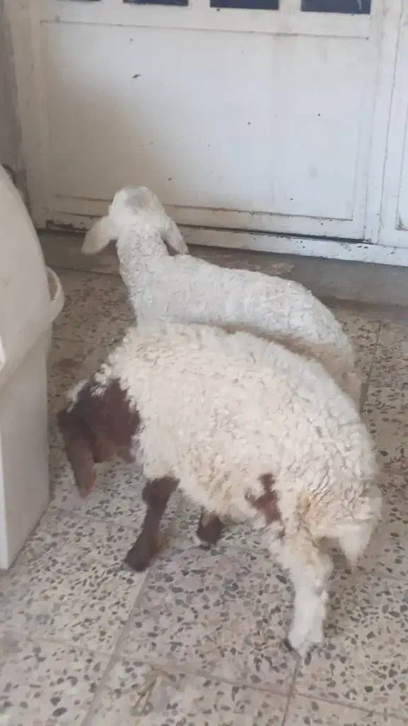 فروش بره|حیوانات مزرعه|اهواز, زوویه ۲|دیوار