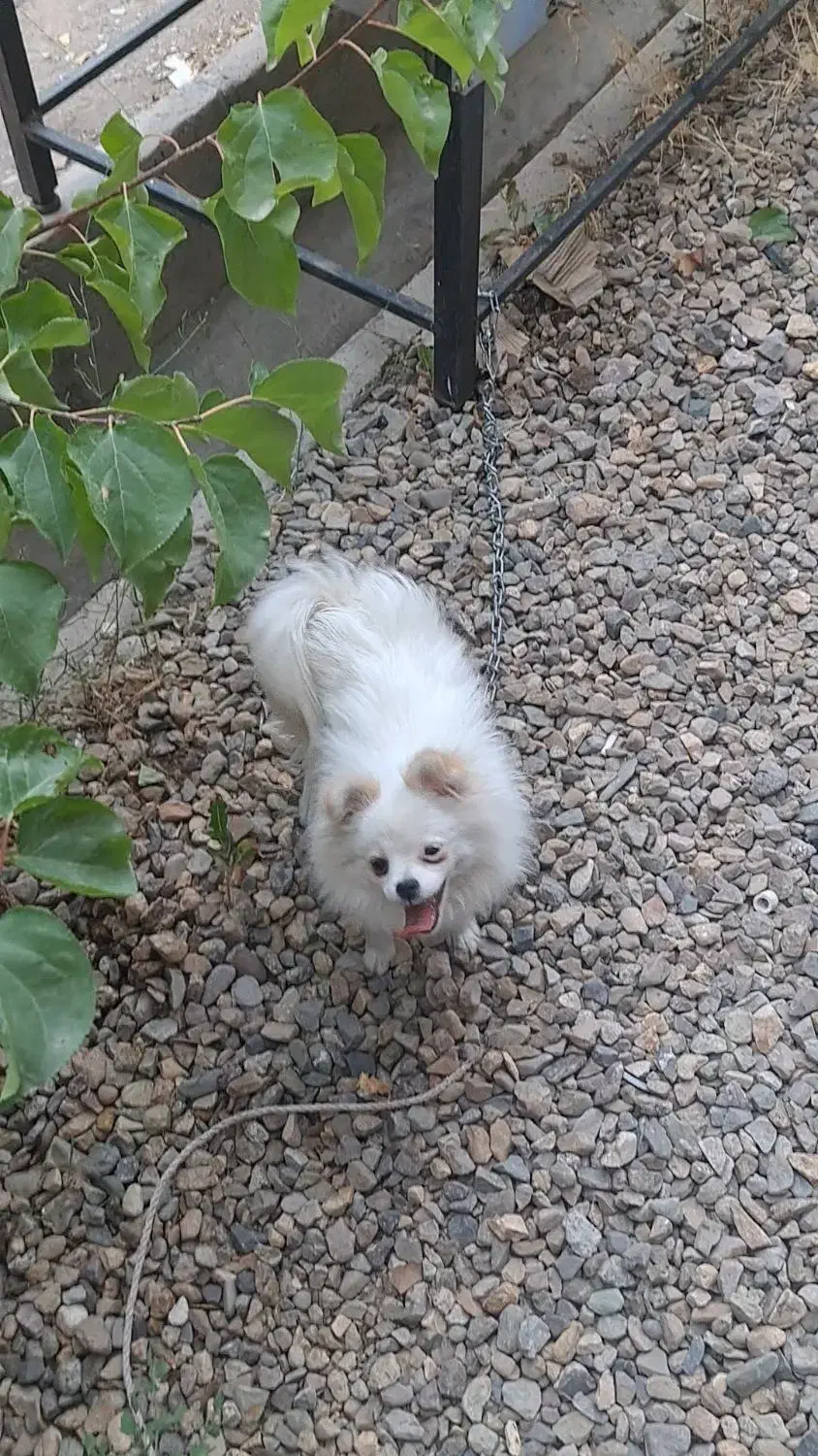 سگ پامر نر اصل|سگ|خرمدره, |دیوار