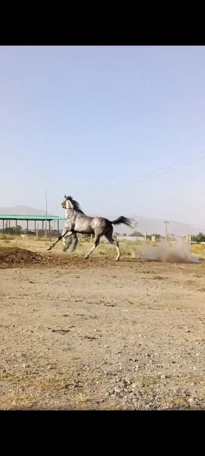 خریدوفروش اسب کورد|اسب و تجهیزات اسب‌سواری|ارومیه, |دیوار