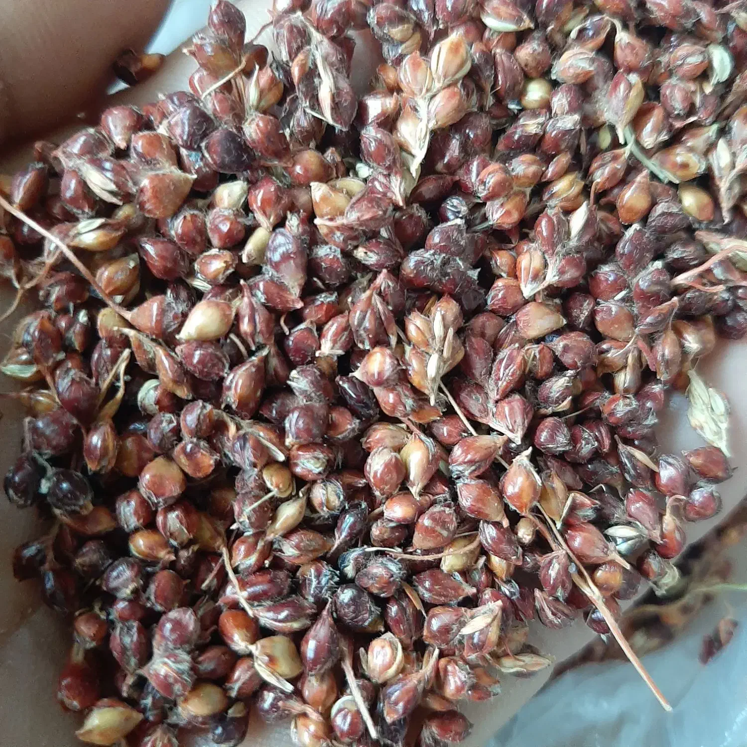 دانه|لوازم جانبی حیوانات|خرمآباد, |دیوار