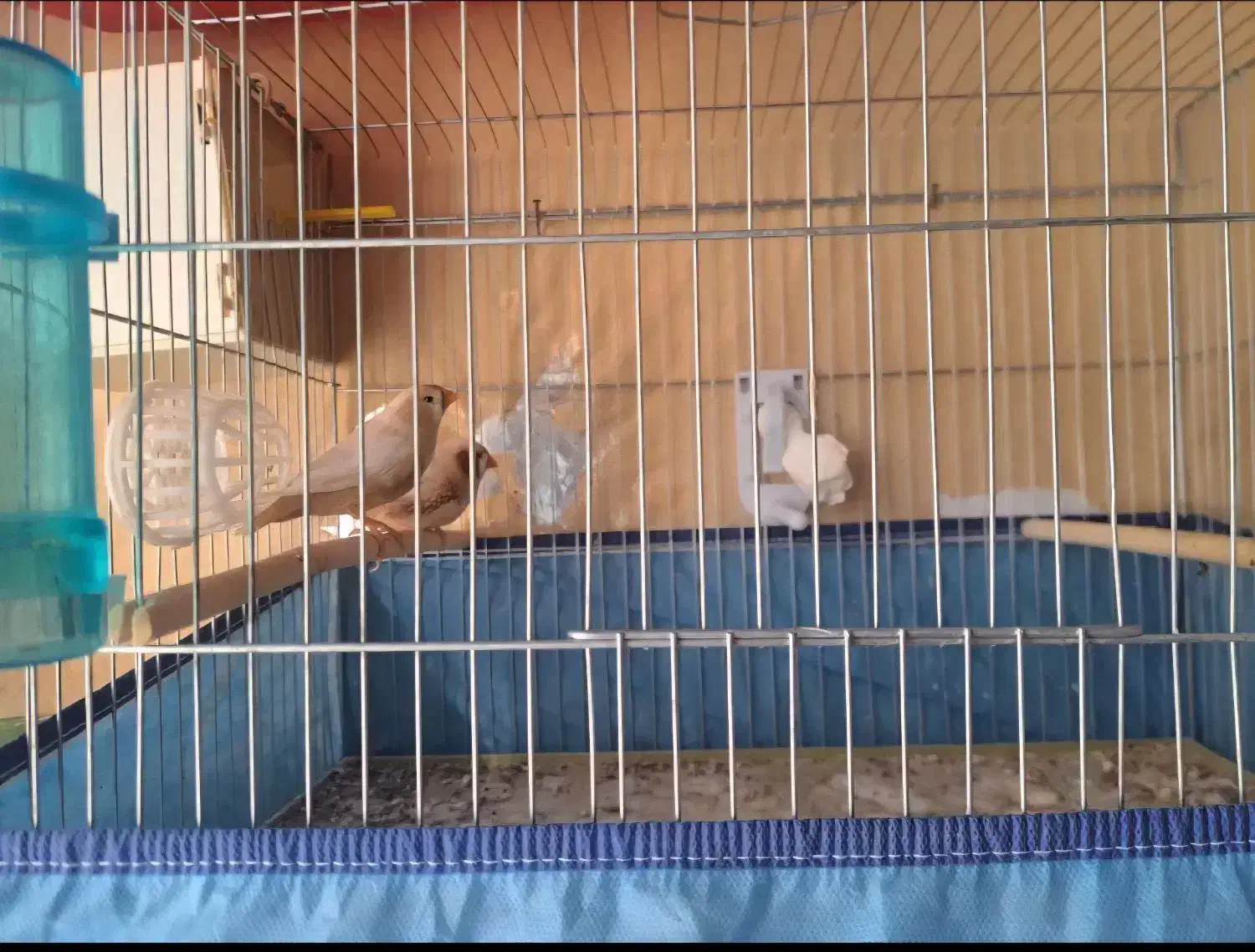 جفت فنچ کینگ اروپایی|پرنده|فسا, |دیوار