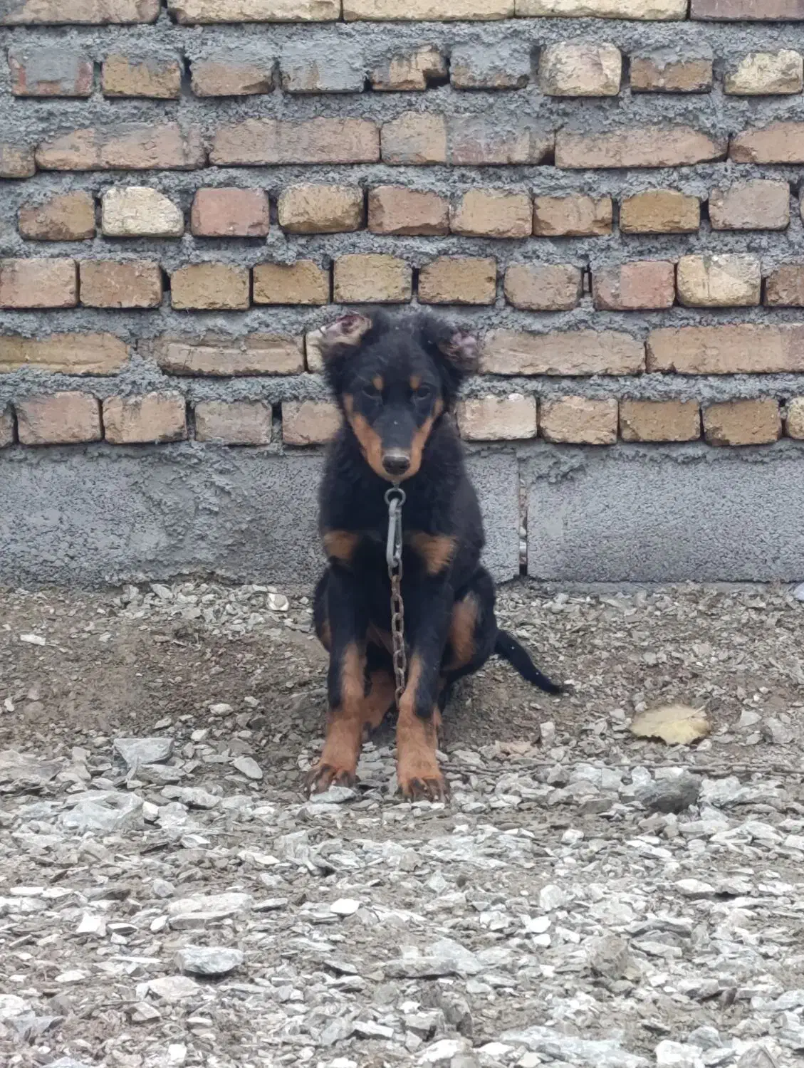 توله دوبرمن شناسنامه دار|سگ|صحنه, |دیوار