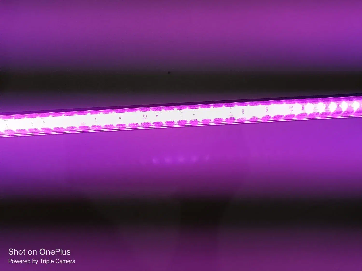 لامپ رشد گل و گیاه|لامپ و چراغ|ساوه, |دیوار