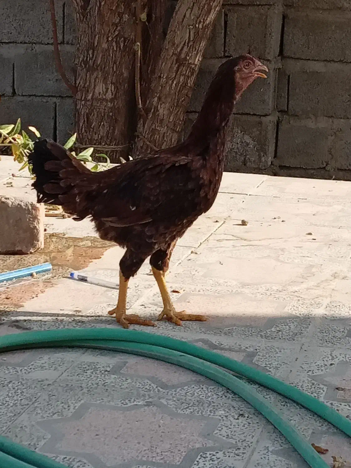 توافقی|حیوانات مزرعه|ایرانشهر, |دیوار