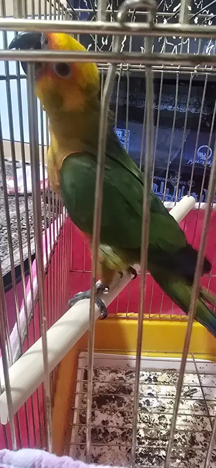 فروش یک عدد طوطی خورشیدی|پرنده|خمینی‌شهر, |دیوار