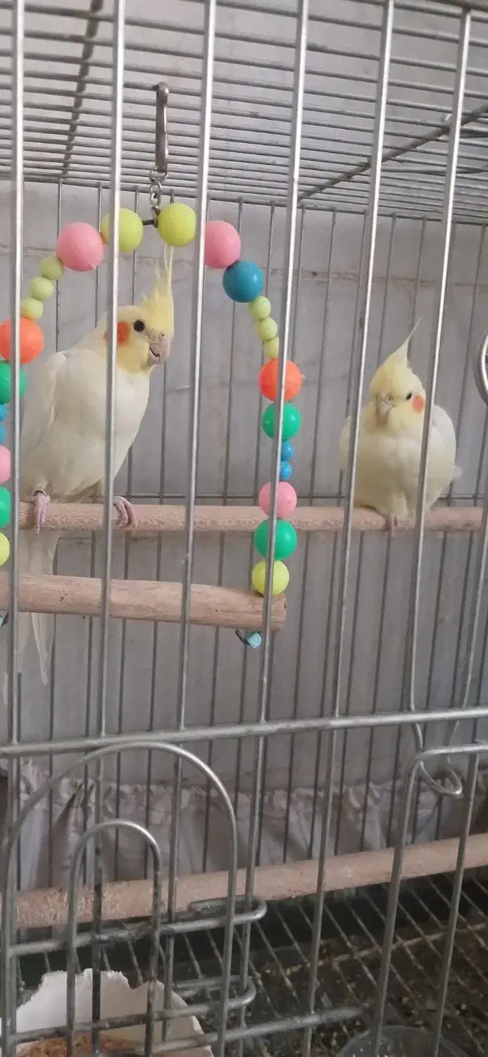 فروش یه تعداد نرو ماده عروس هلندی رنگ لوتینو|پرنده|یزد, |دیوار