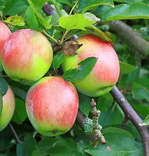 تولید نهال سیب مشهدی|خدمات باغبانی و درختکاری|قهستان, |دیوار