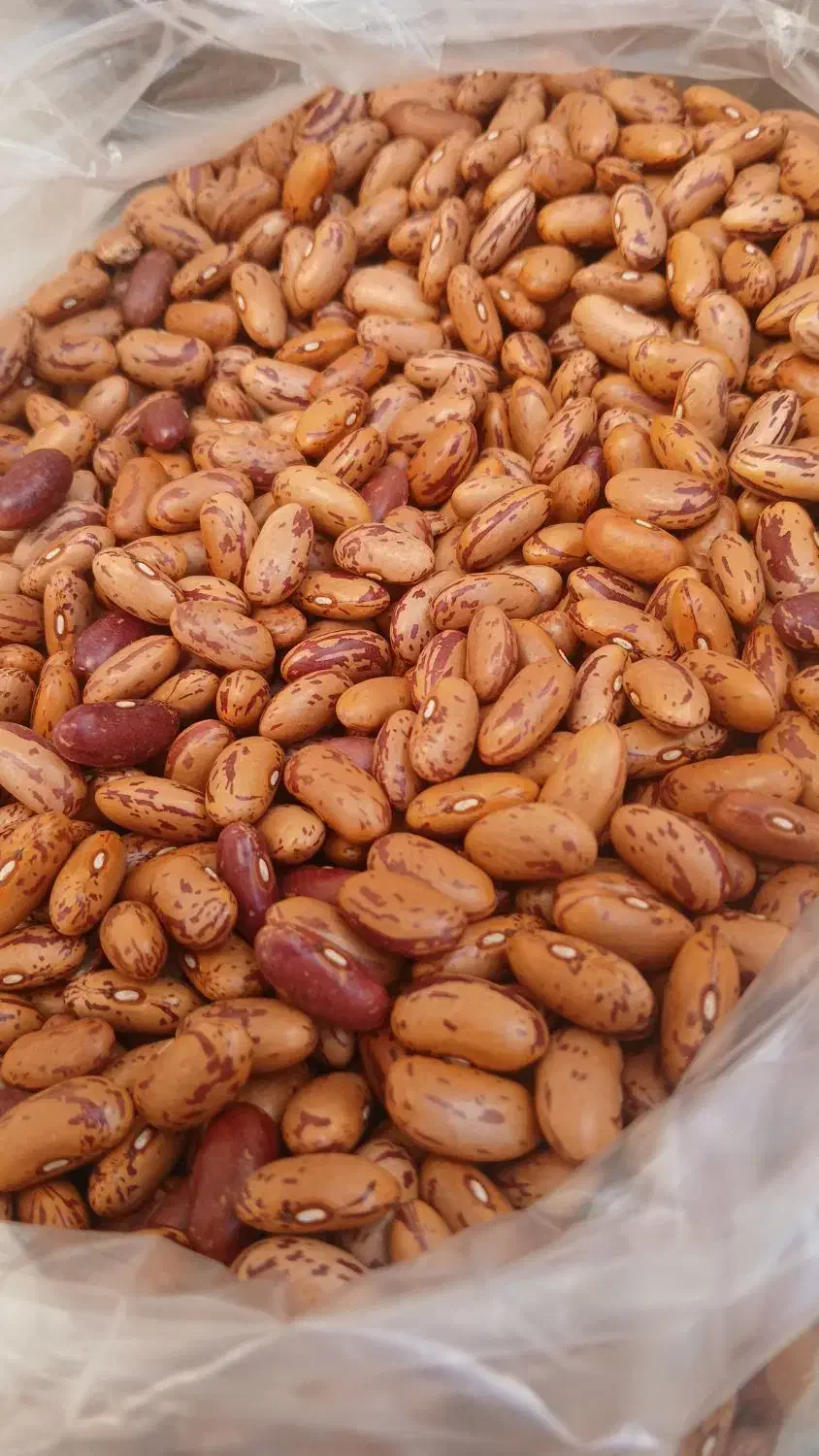 لوبیا چیتی|خوردنی و آشامیدنی|قم, باسکول|دیوار