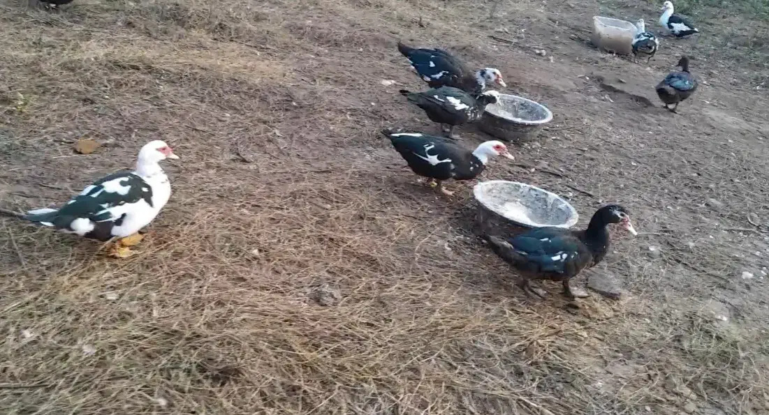 اردک اسرائیلی|حیوانات مزرعه|چاف و چمخاله, |دیوار