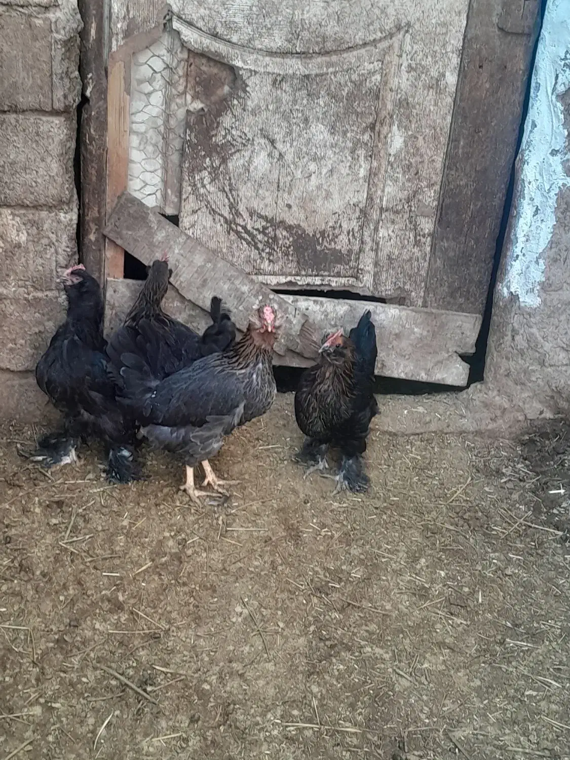 مرغ|حیوانات مزرعه|زنجانرود, |دیوار