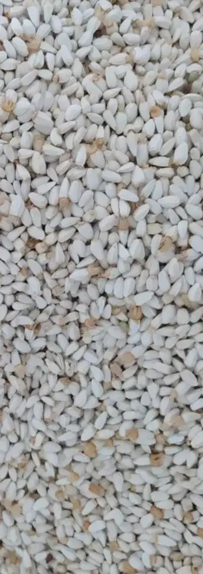 60کیلو دانه روغنی گلرنگ|عمده‌فروشی|اسدآباد, |دیوار