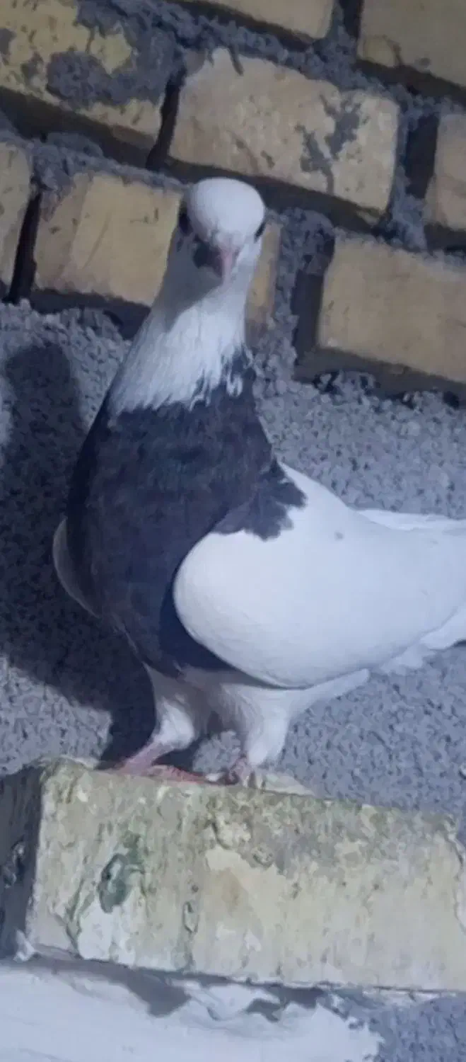 طوقی.زیره.سرکه ای ماده.|پرنده|اندیمشک, |دیوار