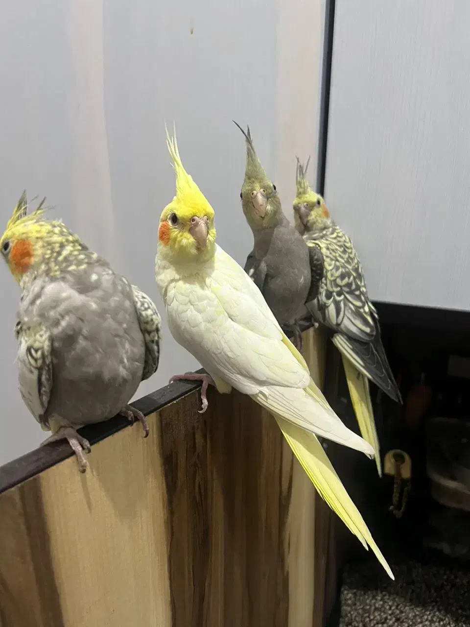 جوجه3ماهه|پرنده|دهلران, |دیوار