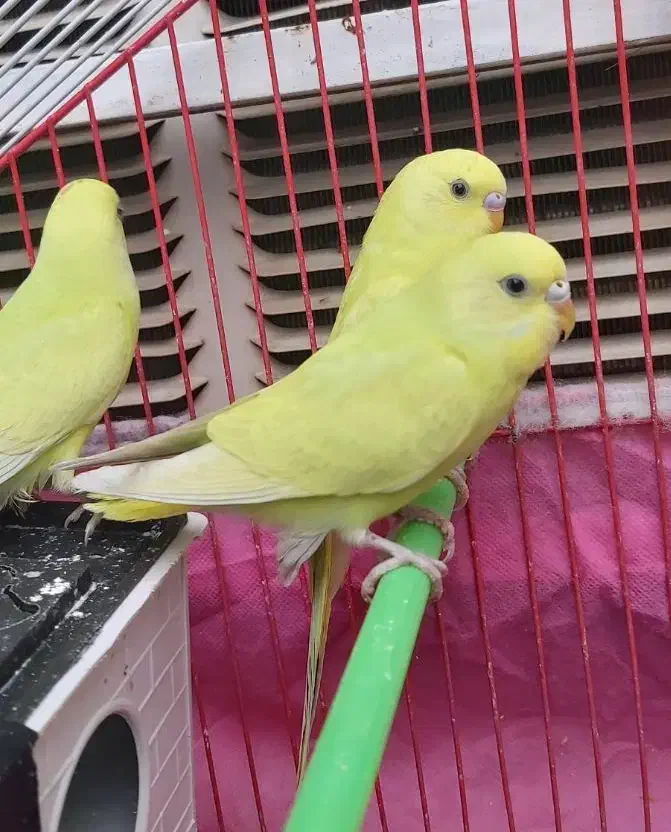 مرغ عشق ۲۰۰|پرنده|شوش, |دیوار