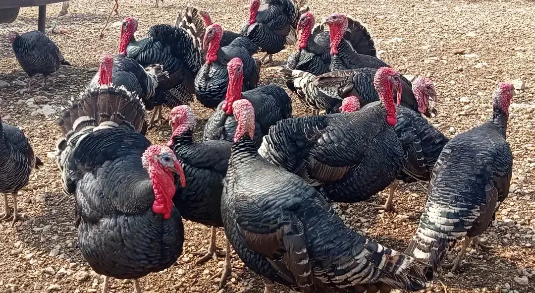 بوقلمون|حیوانات مزرعه|ویسیان, |دیوار