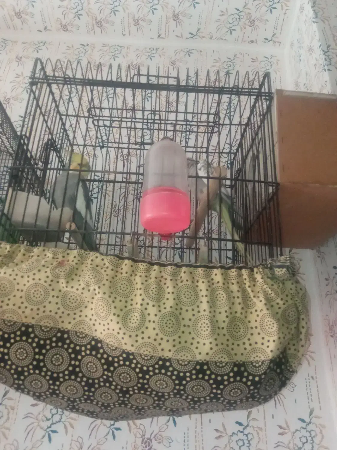 طوطی هلندی|پرنده|محمدیه-قزوین, |دیوار