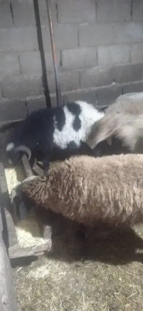 بره نر|حیوانات مزرعه|عباس‌آباد, |دیوار