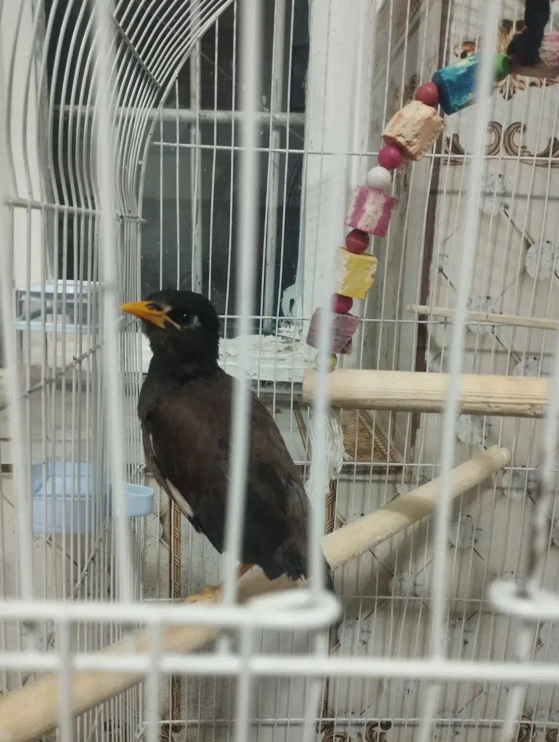 مرغ مینا جوجه|پرنده|کرمانشاه, |دیوار