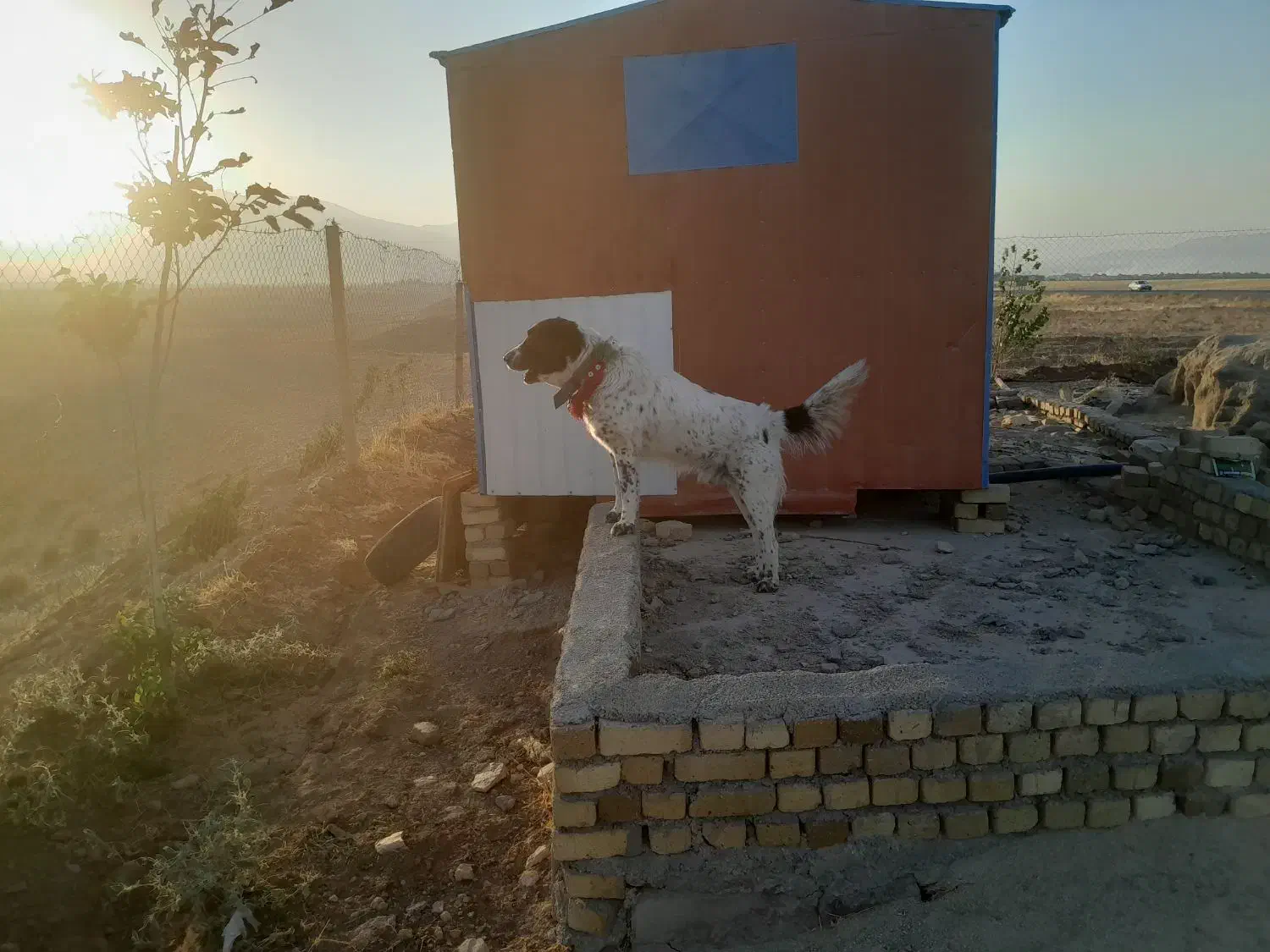 گمشده|حیوانات|دورود, |دیوار