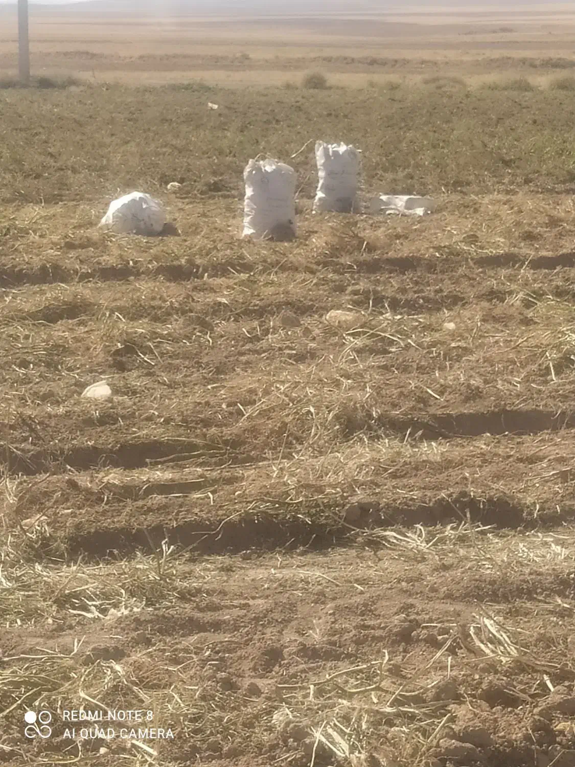 سیب زمینی درجه یک است و قیمتش مقطوع است|خوردنی و آشامیدنی|فرمهین, |دیوار