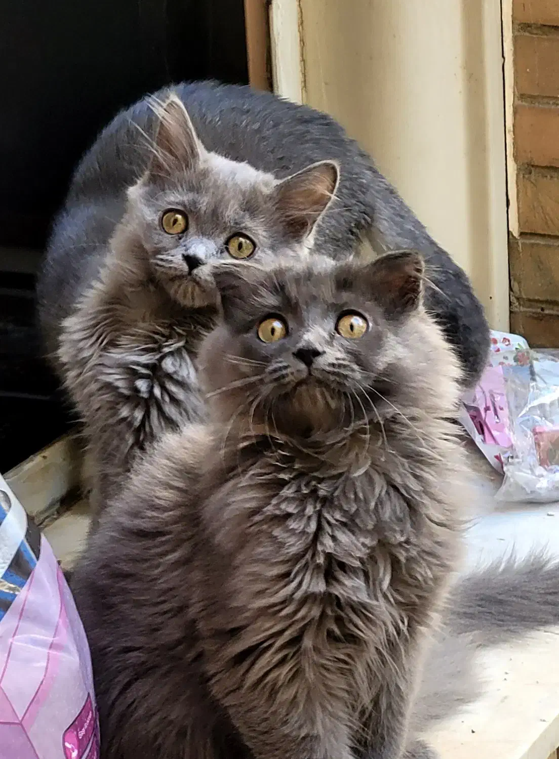 بچه گربه های سه ماهه اسکاتیش اصیل(نر و ماده)|گربه|همدان, |دیوار