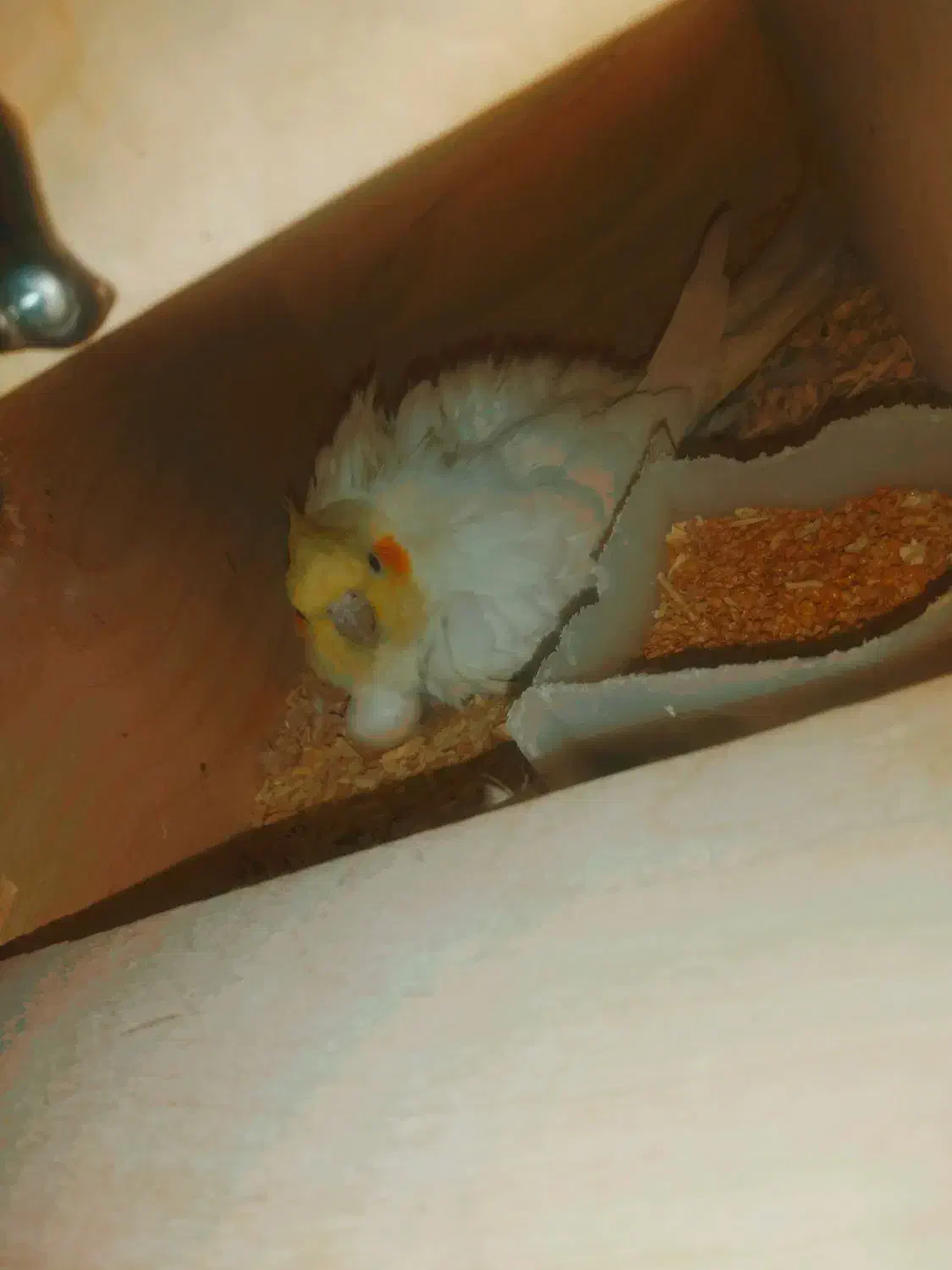 یک جفت عروس هلندی لوتینو|پرنده|زاهدان, |دیوار