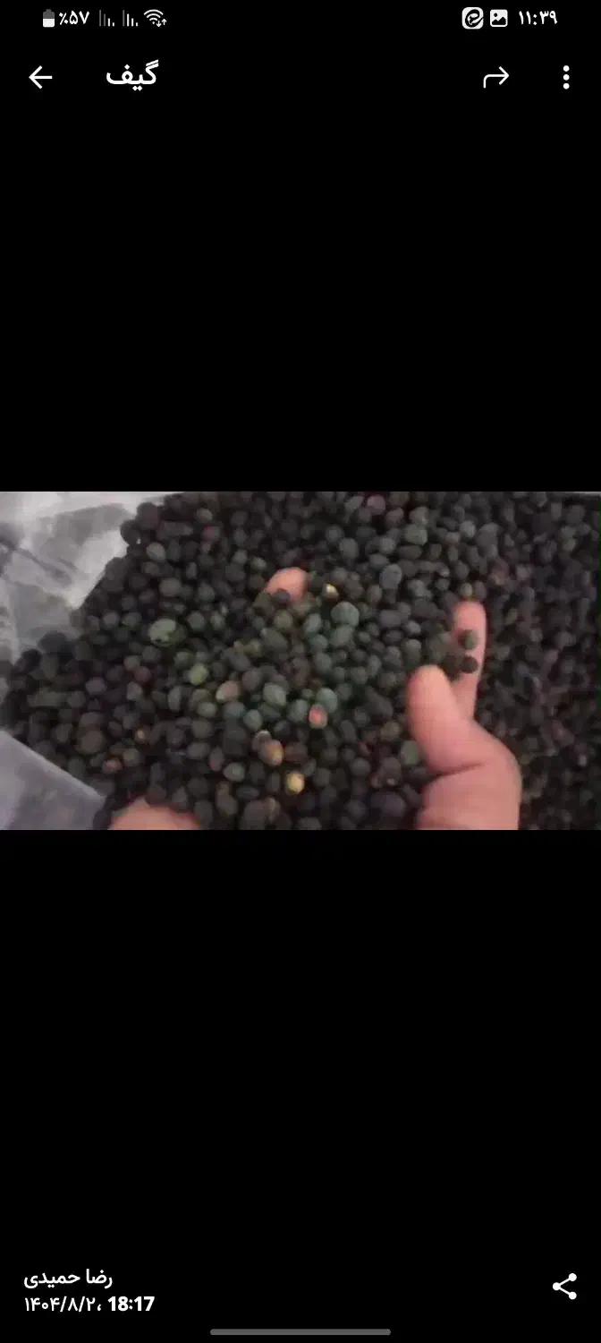 پسته کوهی (بنه) کلخنگ|خوردنی و آشامیدنی|شیراز, دشت چنار|دیوار