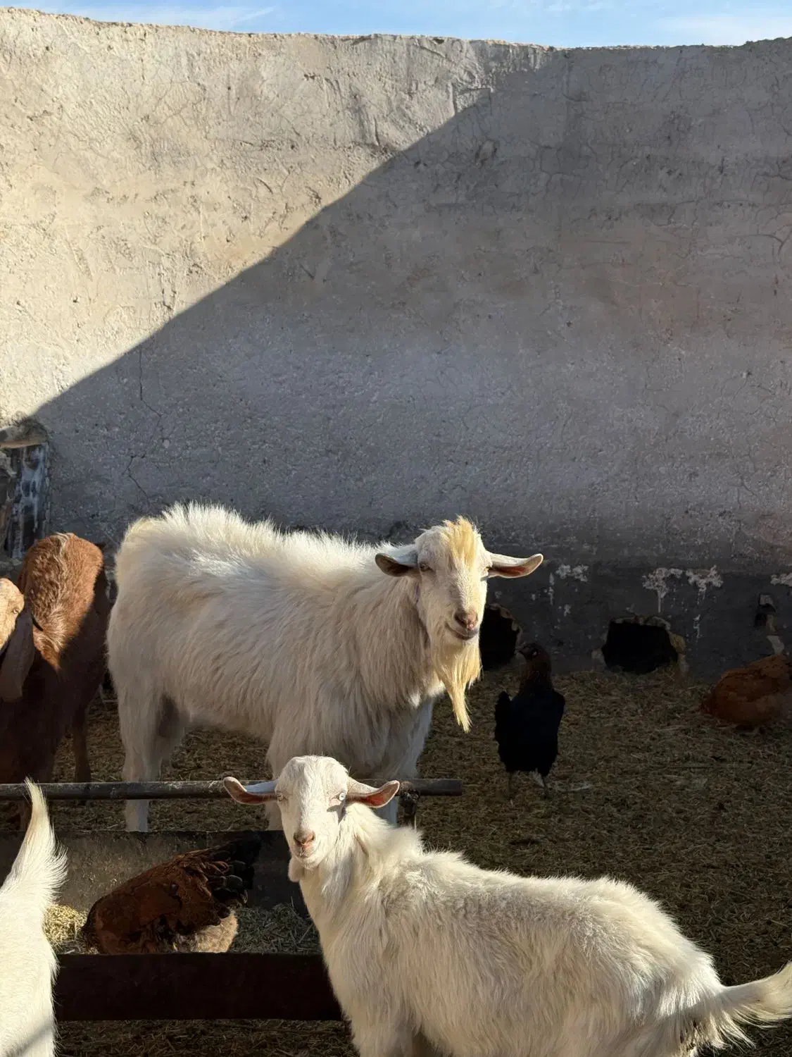 نر بز نژاد ثانن سن 11 ماهه|حیوانات مزرعه|گناباد, |دیوار