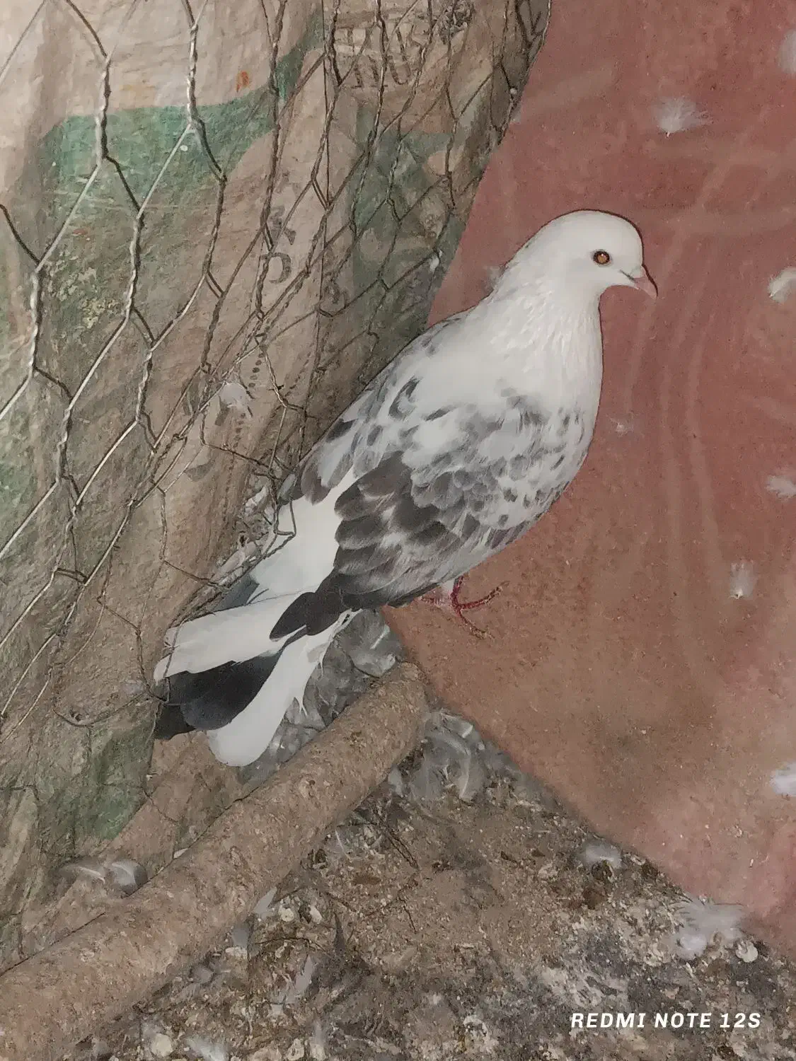 تکپر و دورگ کبوتر مال علی آباد|پرنده|خان ببین, |دیوار