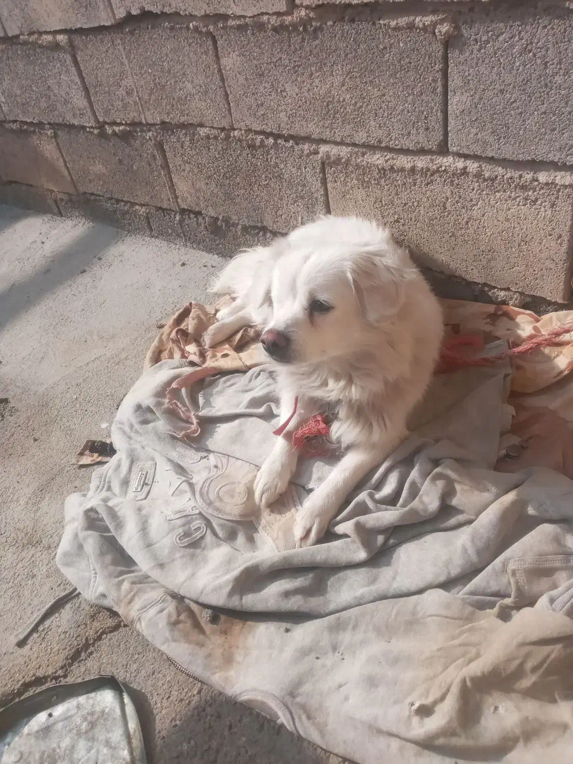 سگ ماده روباهی|سگ|اسلام‌‌آباد غرب, |دیوار