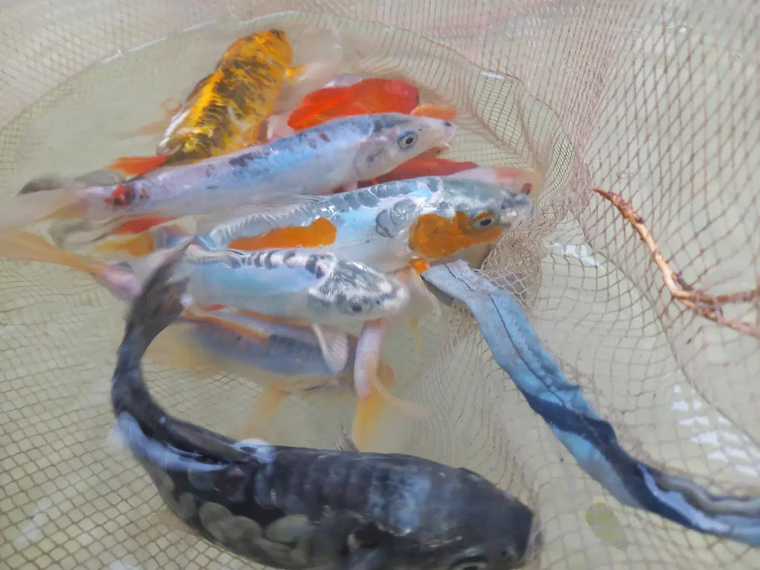 ماهی کوی|ماهی|مشهد, حجت|دیوار