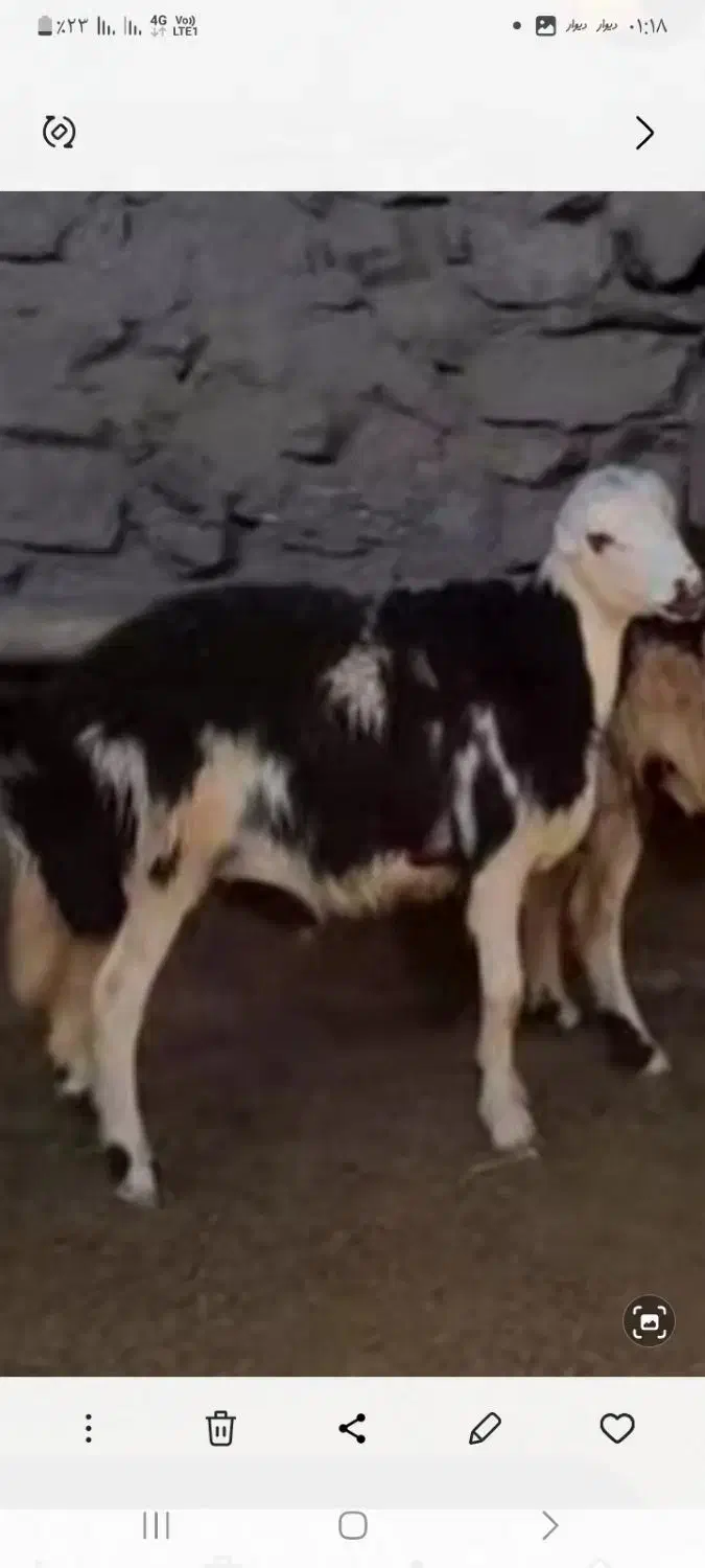 بره قوچ پلنگی|حیوانات مزرعه|سیلاخور, |دیوار