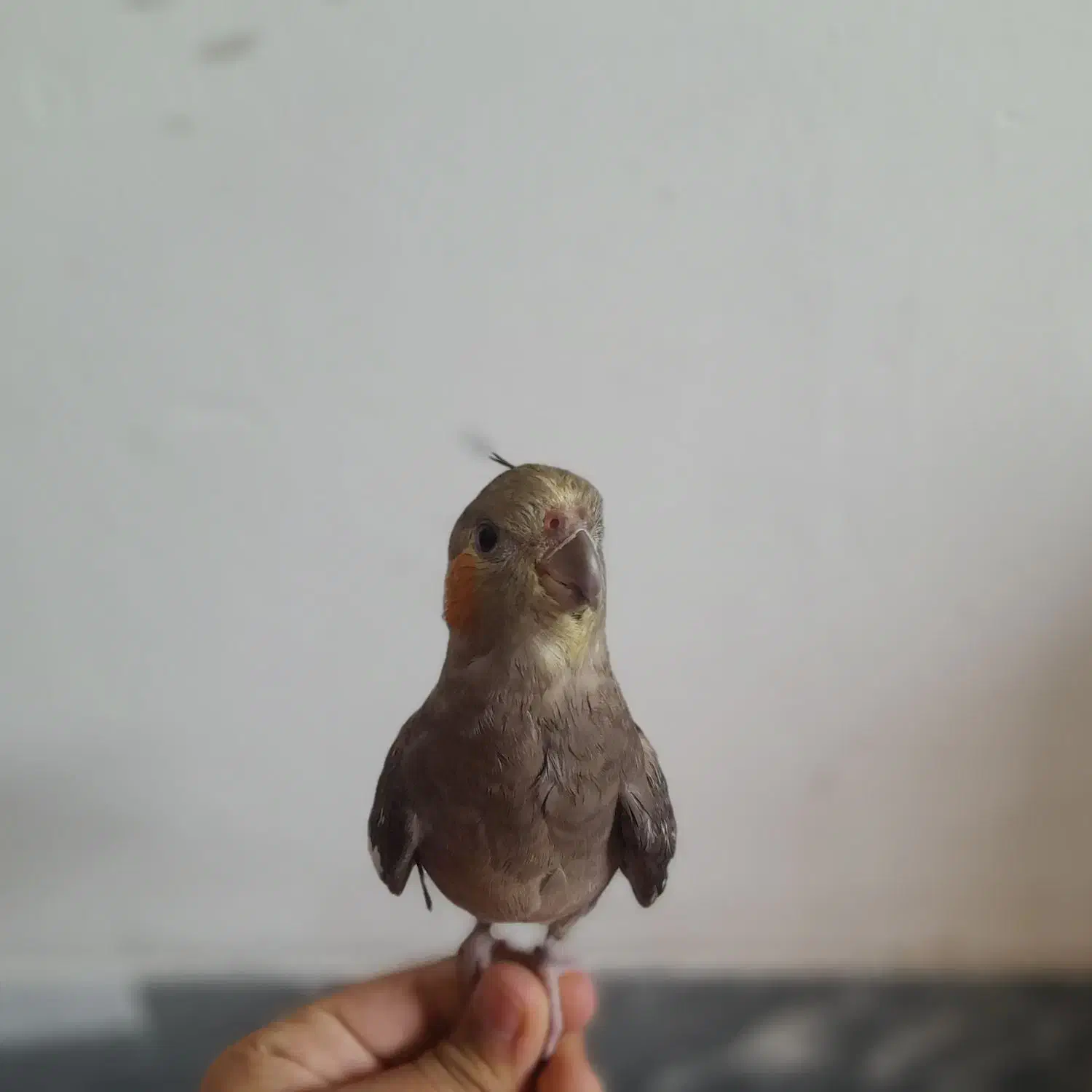 عروس هلندی گمشده مژدگانی زیاد برای کسی که پیدا کنه|حیوانات|فسا, |دیوار