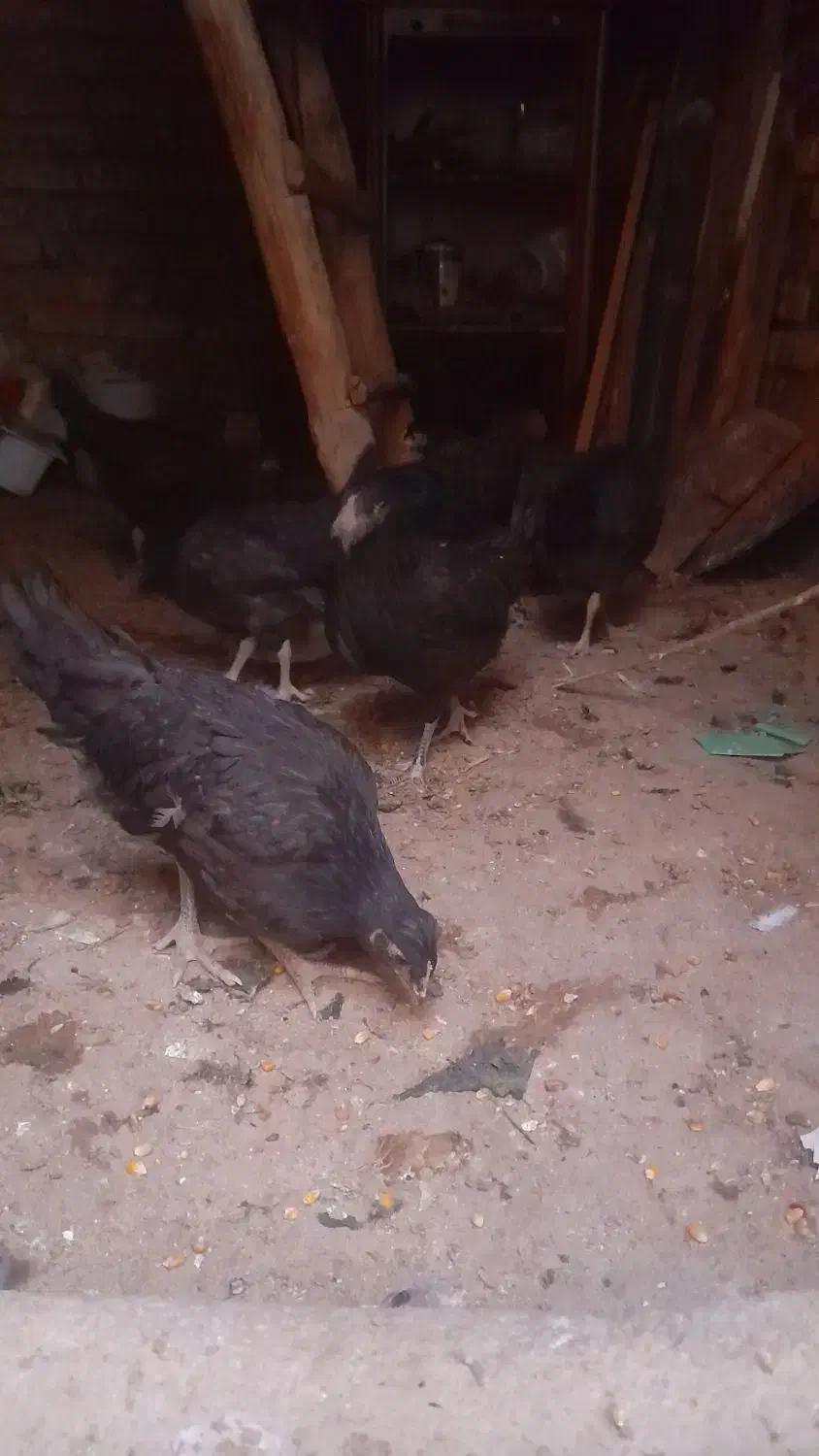 مرغ محلی|حیوانات مزرعه|معصومیه, |دیوار