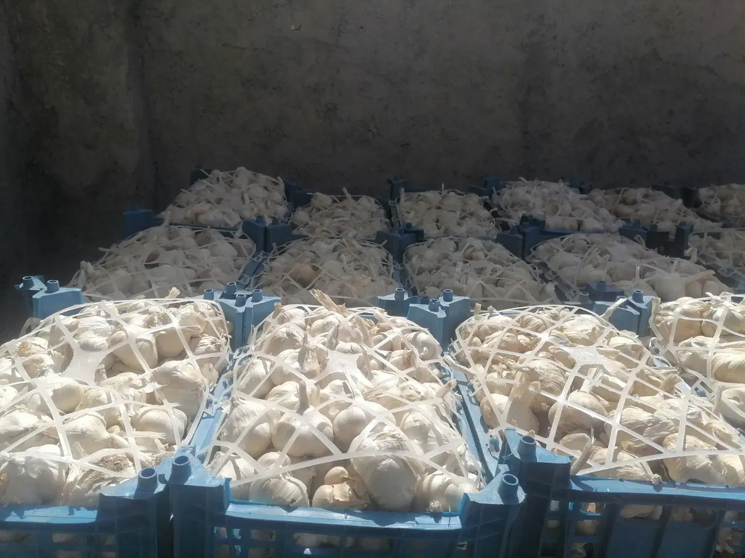 سیر سفید صادراتی|خوردنی و آشامیدنی|اهواز, کیانشهر|دیوار