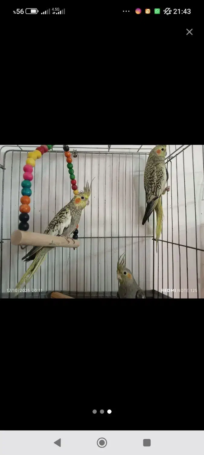 عروس هلندی|پرنده|محمدشهر, محمدشهر|دیوار