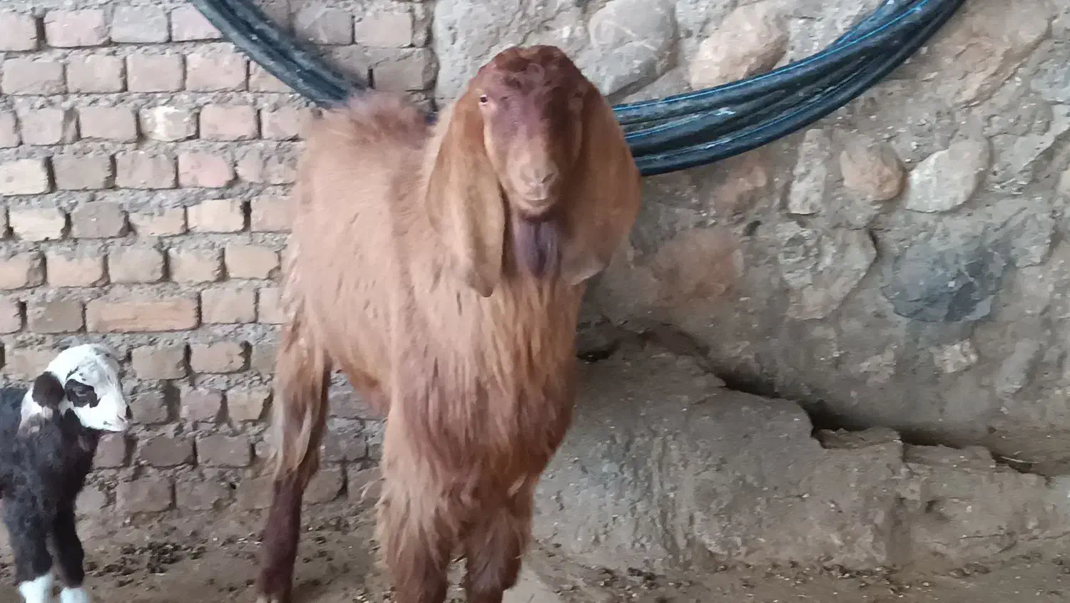 بز نرداشتی|حیوانات مزرعه|بیرانوند, |دیوار