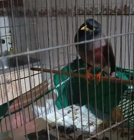 مینا سخنگو|پرنده|پاکدشت, حصار امیر|دیوار