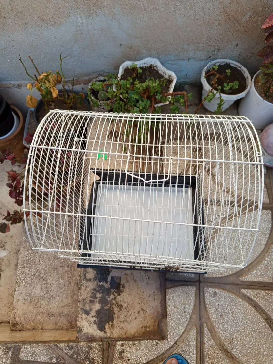 قفس پرنده|لوازم جانبی حیوانات|سبزوار, رضوی|دیوار