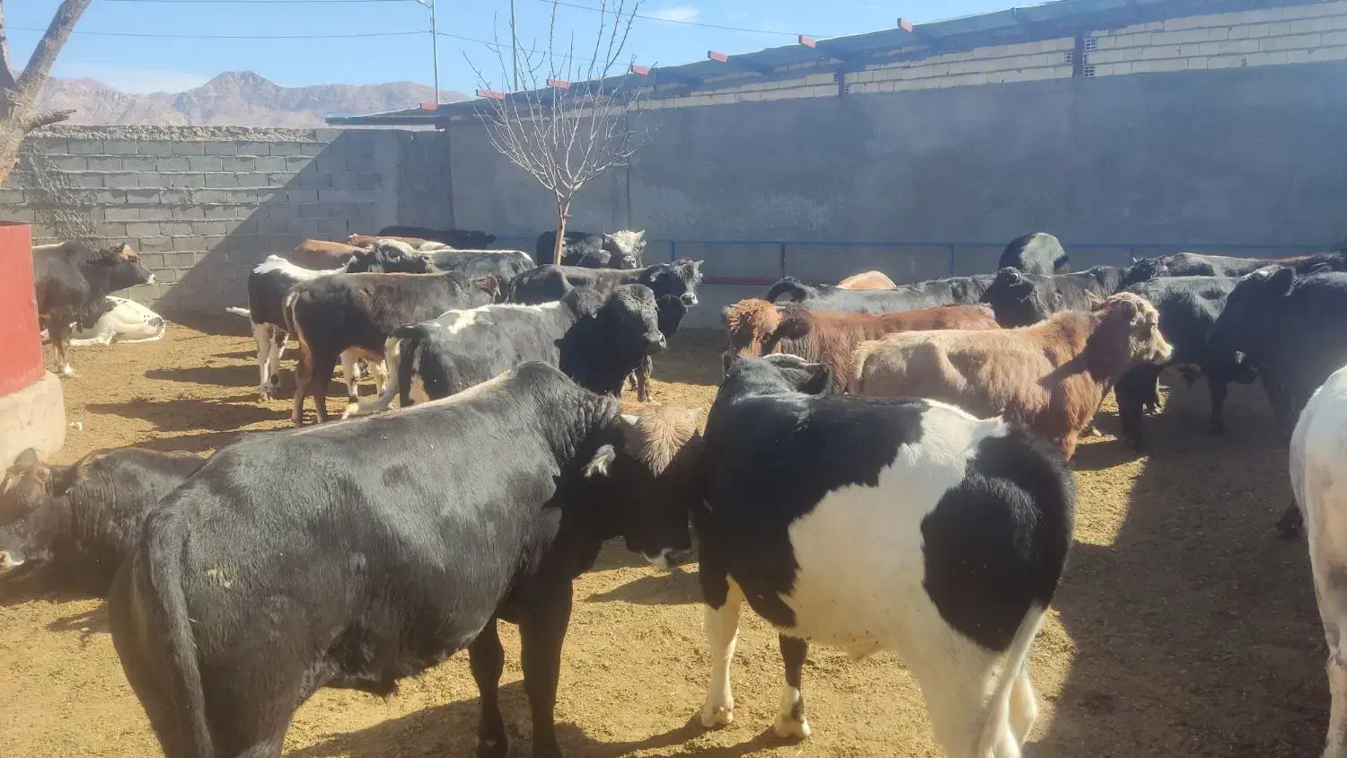 ۲۰ راس گوساله نر چاق سرکدار کوهبنان|حیوانات مزرعه|کوهبنان, |دیوار