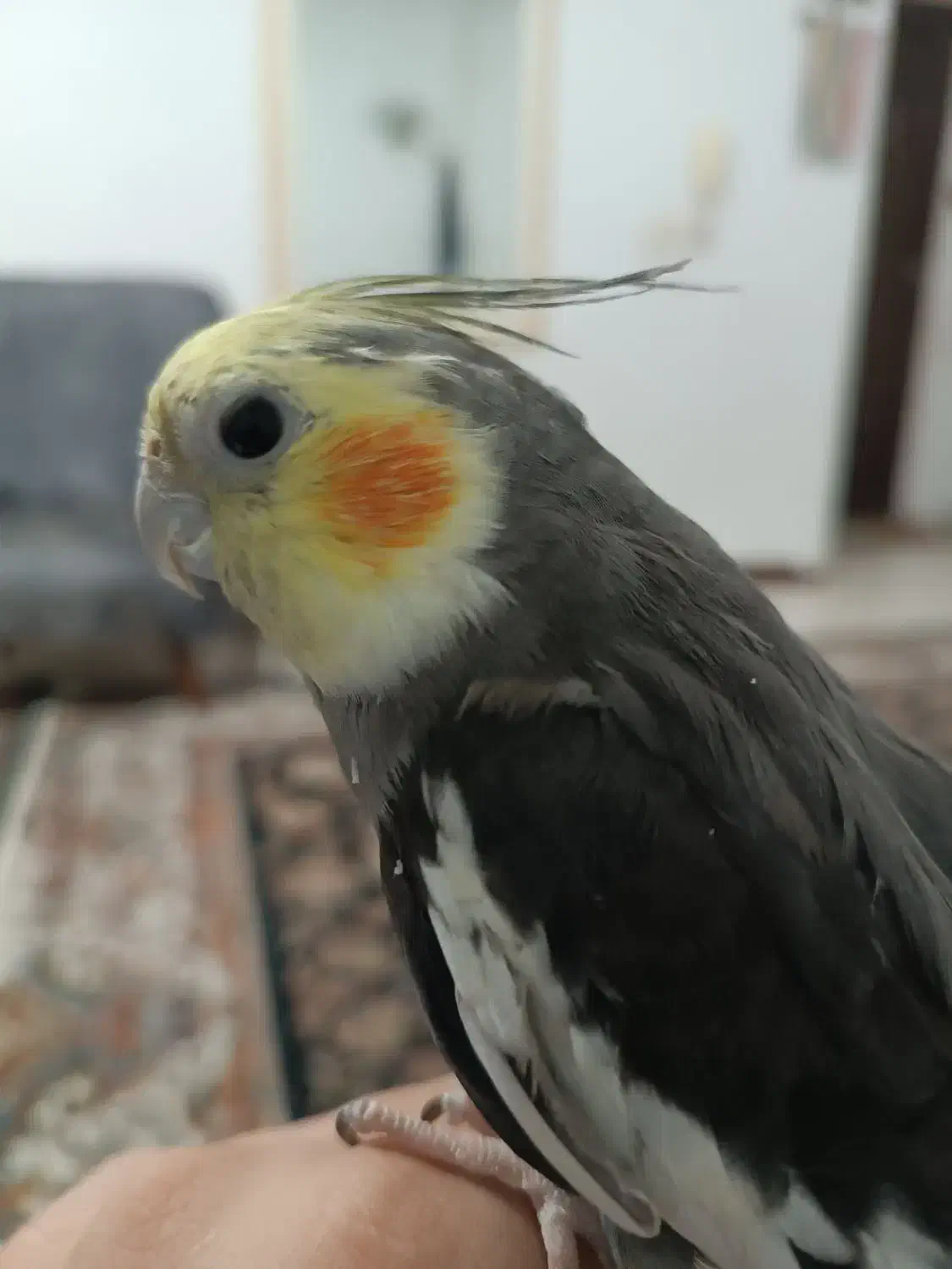 عروس هلندی|پرنده|قدس, شهرقدس|دیوار