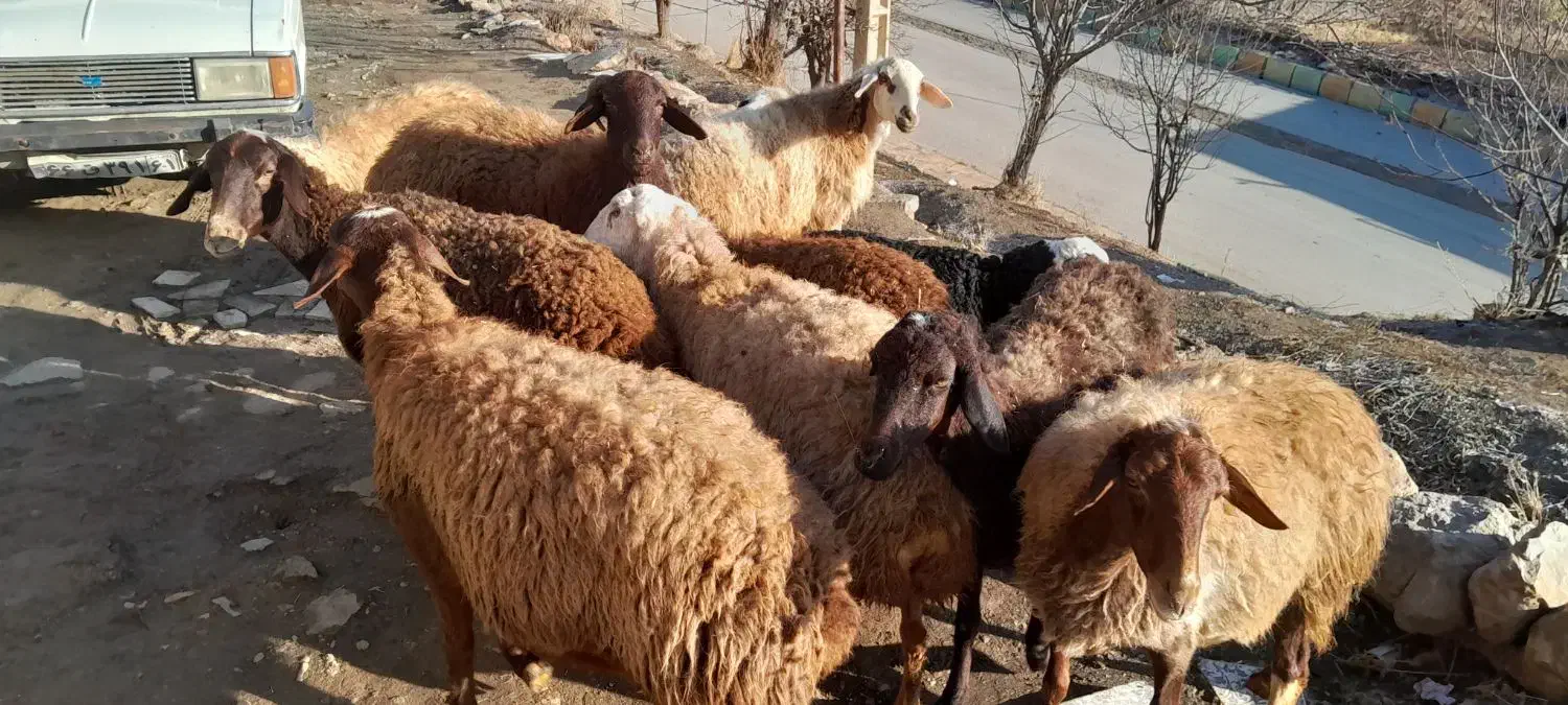 گوسفند|حیوانات مزرعه|سنندج, |دیوار