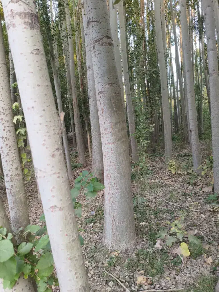 چوب کبوده مرغوب|خدمات باغبانی و درختکاری|لاران, |دیوار